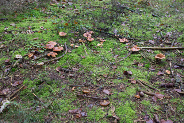 Pilze im Wald bei Morsbrunn