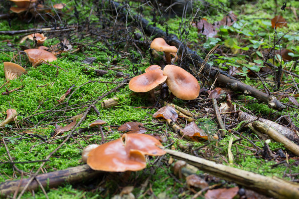 Pilze im Wald bei Morsbrunn