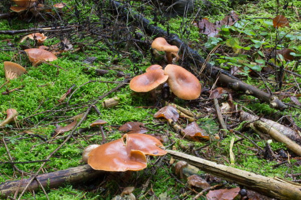 Pilze im Wald bei Morsbrunn