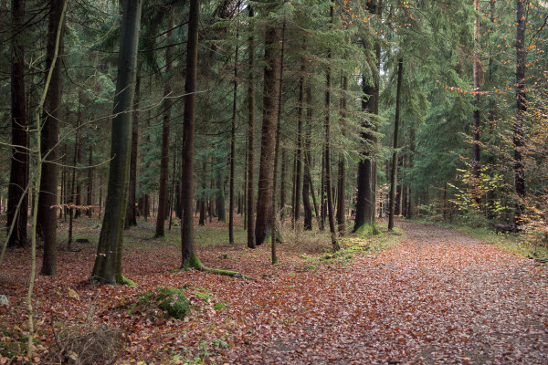 Waldweg bei Morsbrunn