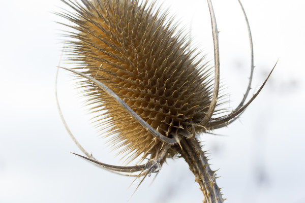 Distel bei Morsbrunn