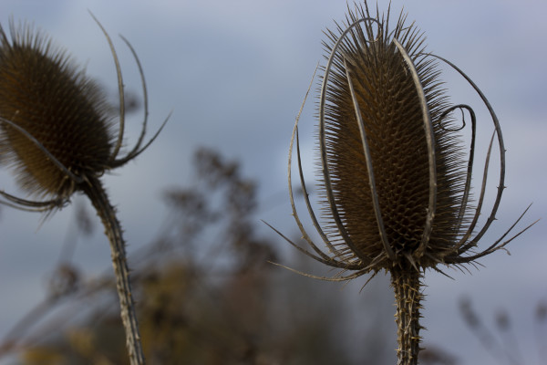 Distel bei Morsbrunn