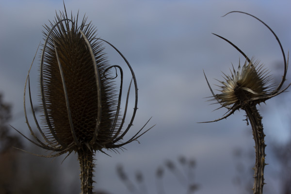 Distel bei Morsbrunn