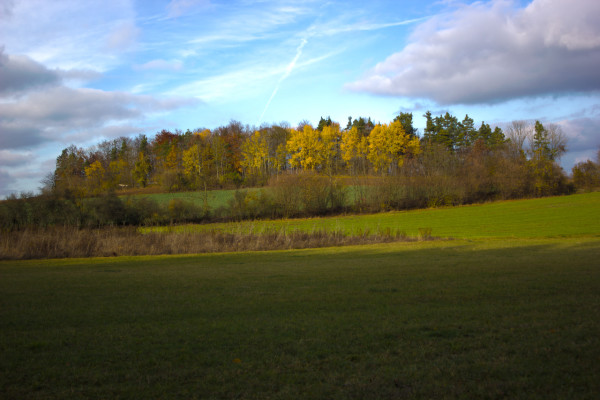 Waldstück bei Morsbrunn