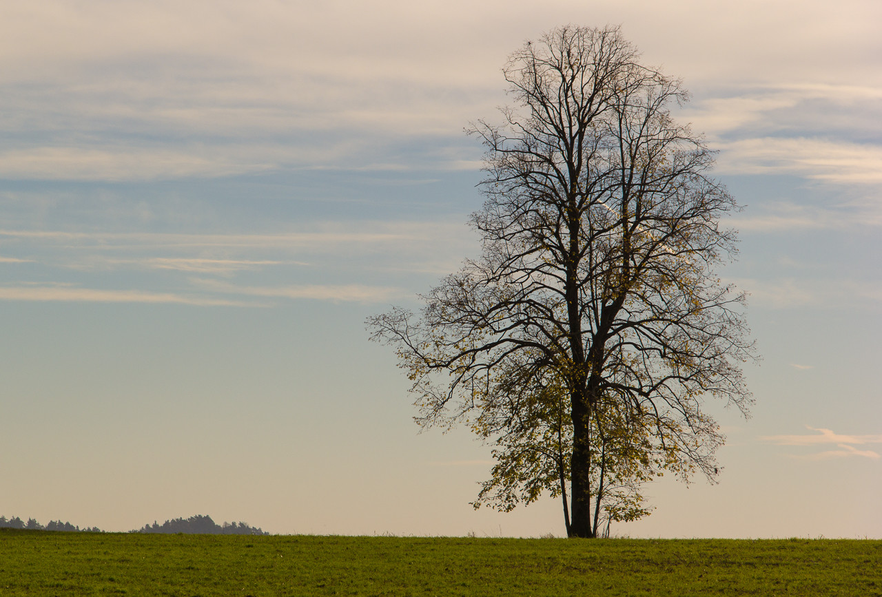 Baum bei Morsbrunn