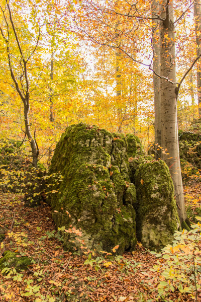 Felsen im Wald