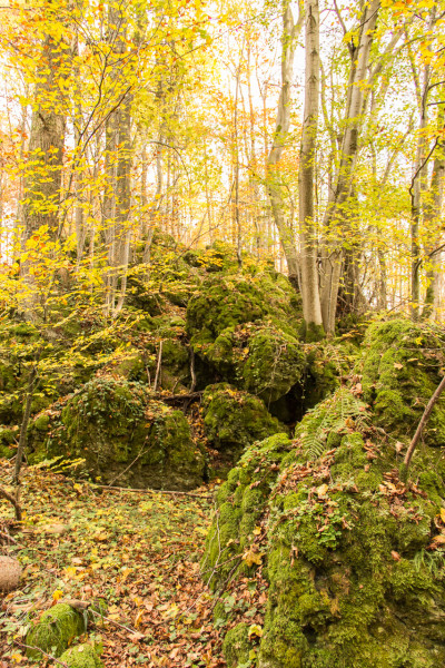 Felsen im Wald