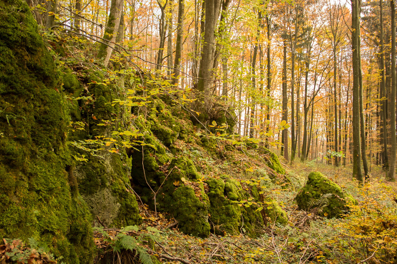 Felsen im Wald