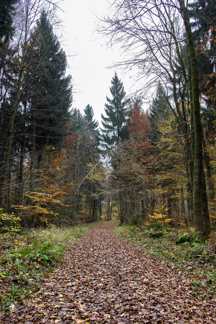 Waldweg