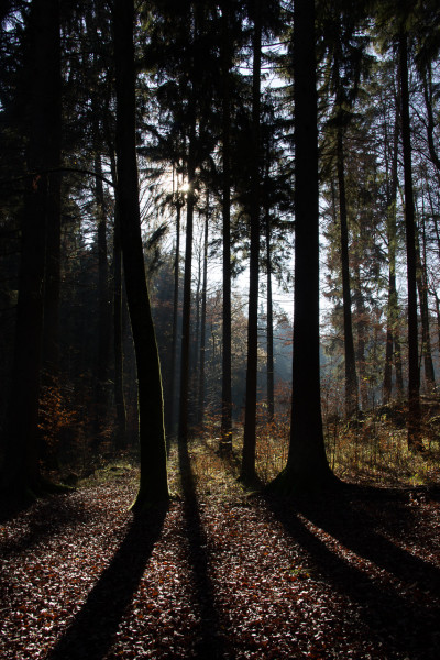 Bäume im Sonnenlicht