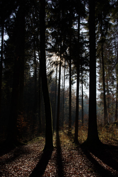 Bäume im Sonnenlicht