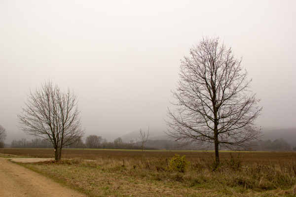 Bäume im Nebel