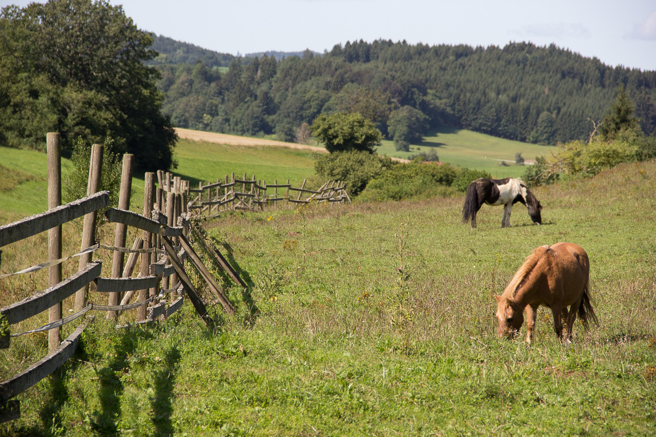 Pferdekoppel bei Sonnenbühl