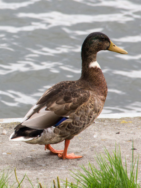 Ente am Hafen